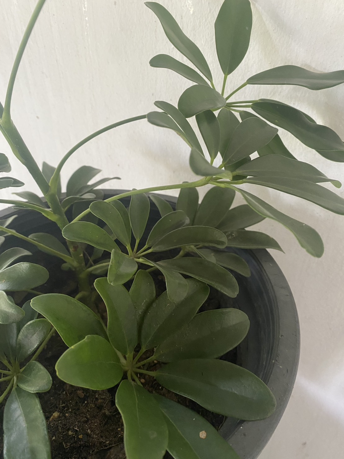 หนวดปลาหมึก Miniature umbrella