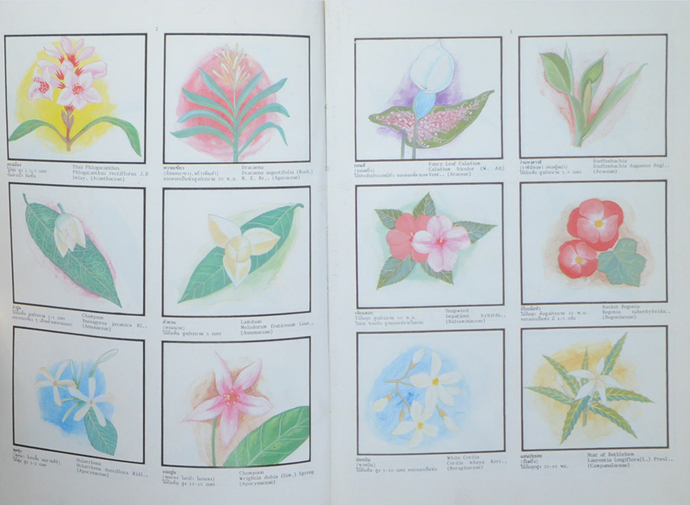 พจนานุกรมไม้ดอกไม้ประดับในเมืองไทย (2 เล่มจบ / ขายตามสภาพ)