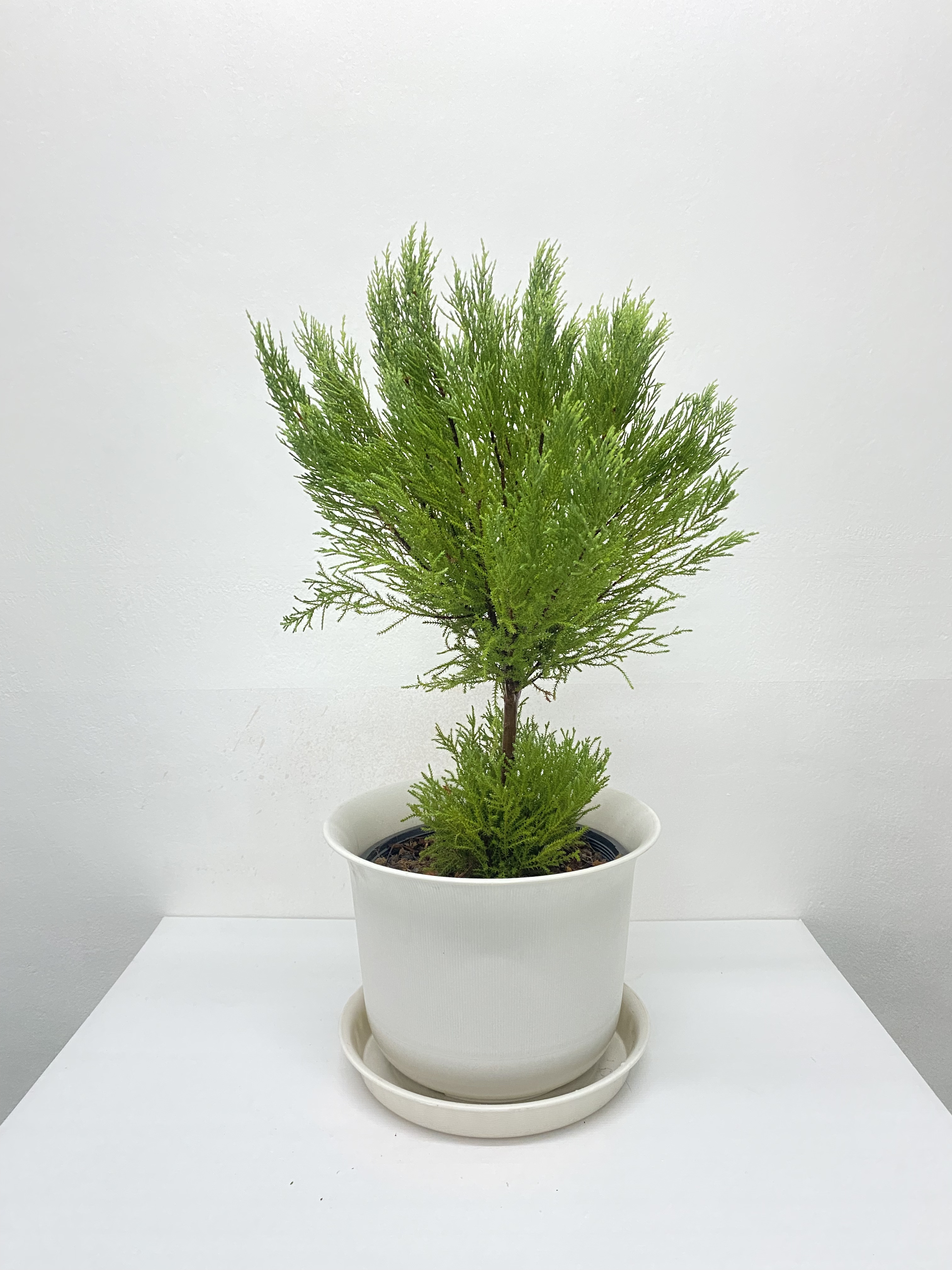 สนเลม่อน LEMON CYPRESS Collection