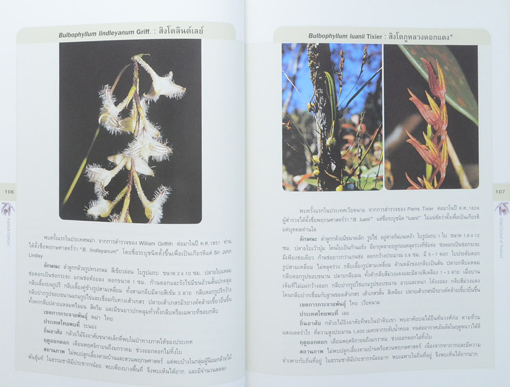 กล้วยไม้ป่าเมืองไทย