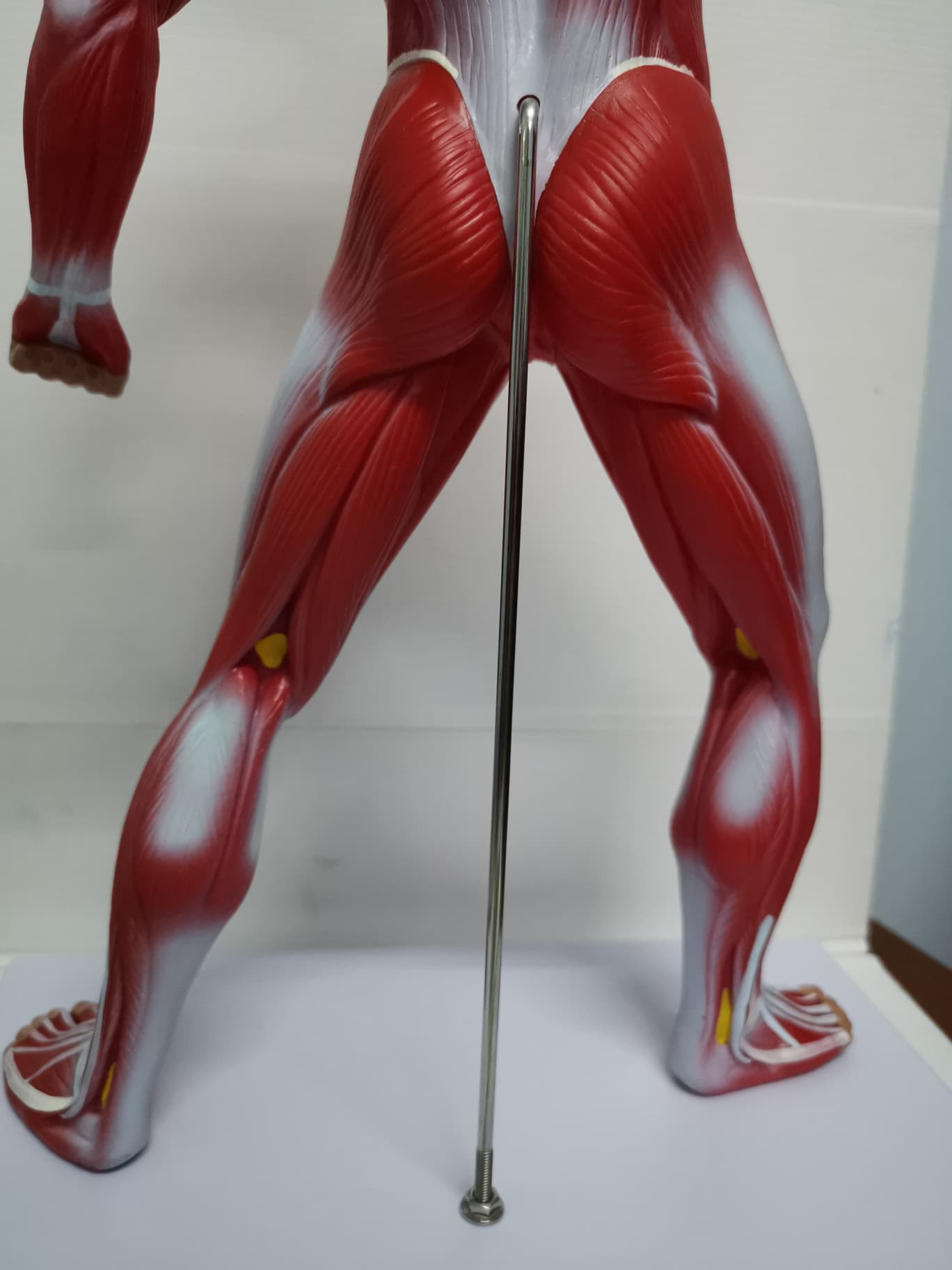 หุ่นจำลองกล้ามเนื้อ ความสูง 55 ซม.