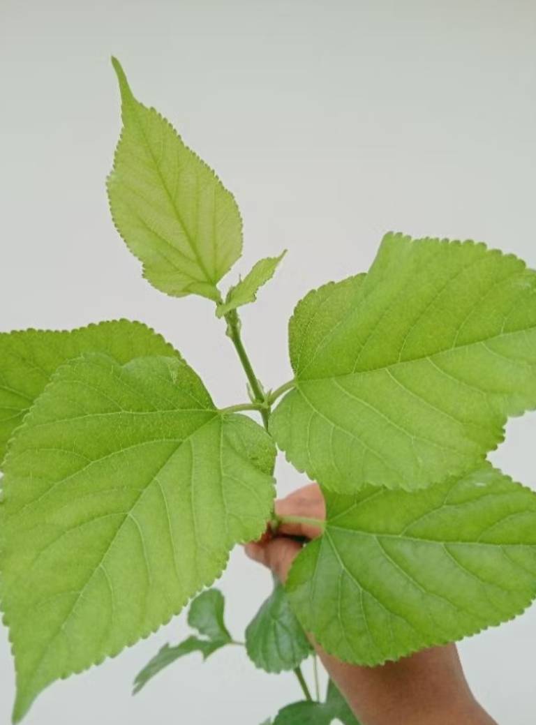 ต้นหม่อนหรือมัลเบอร์รี่ (Mulberry)