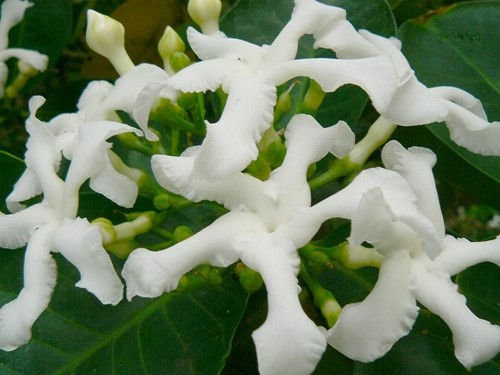 ดาราราย Paper Gardenia