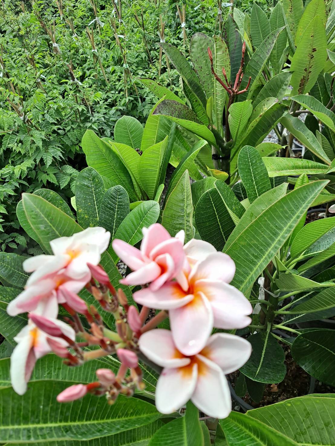 ลีลาวดี สีโอรส รุ่งศิริโชค Plumeria