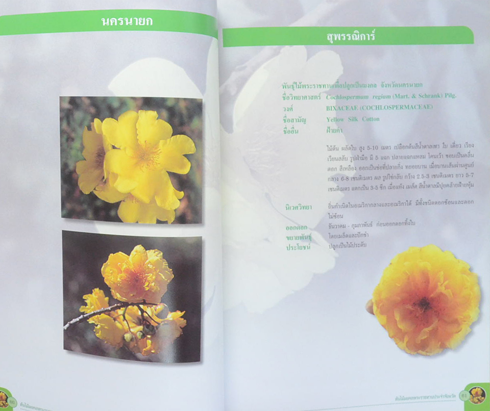 ต้นไม้มงคลพระราชทานประจำจังหวัด (ขายตามสภาพ)