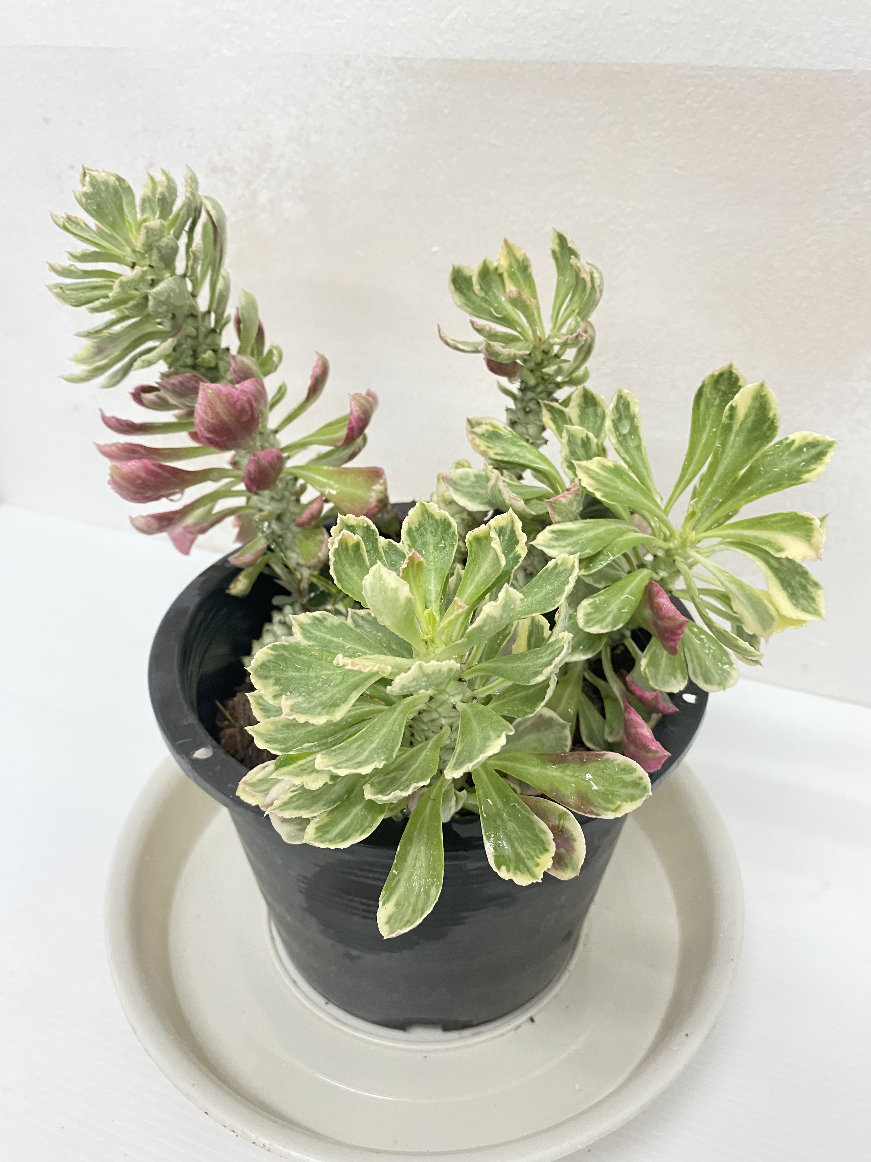 พญานาคราช The Monadenium