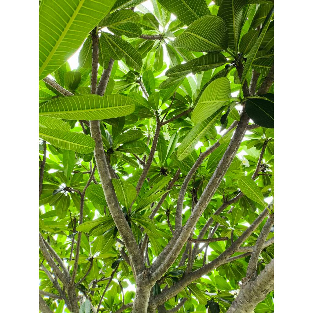 กิ่ง ลีลาวดี Plumeria
