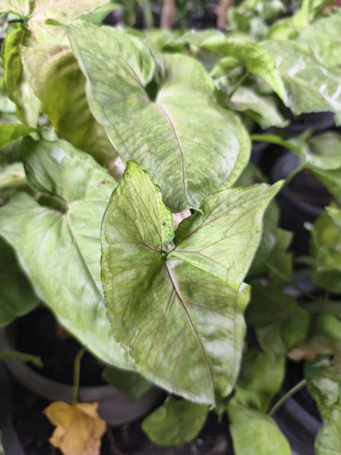 ต้นออมเงิน Syngonium