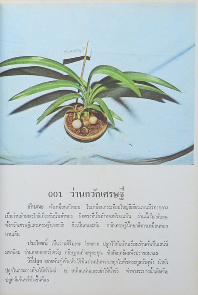 ว่านและไม้มงคล 300 ชนิด ฉบับมาตรฐาน เพิ่มเติมโกสนไทย