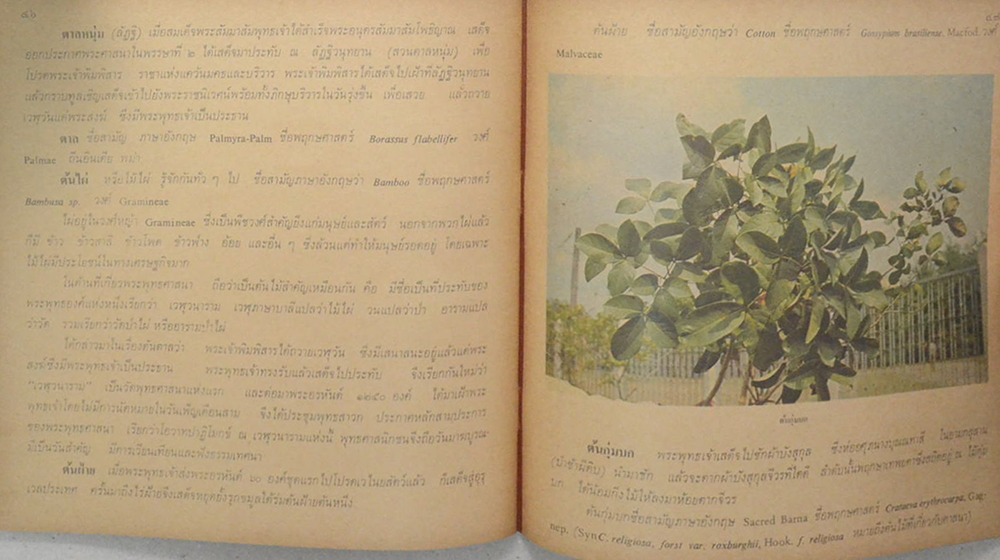 พัดยศ และต้นไม้สำคัญในพุทธประวัติ