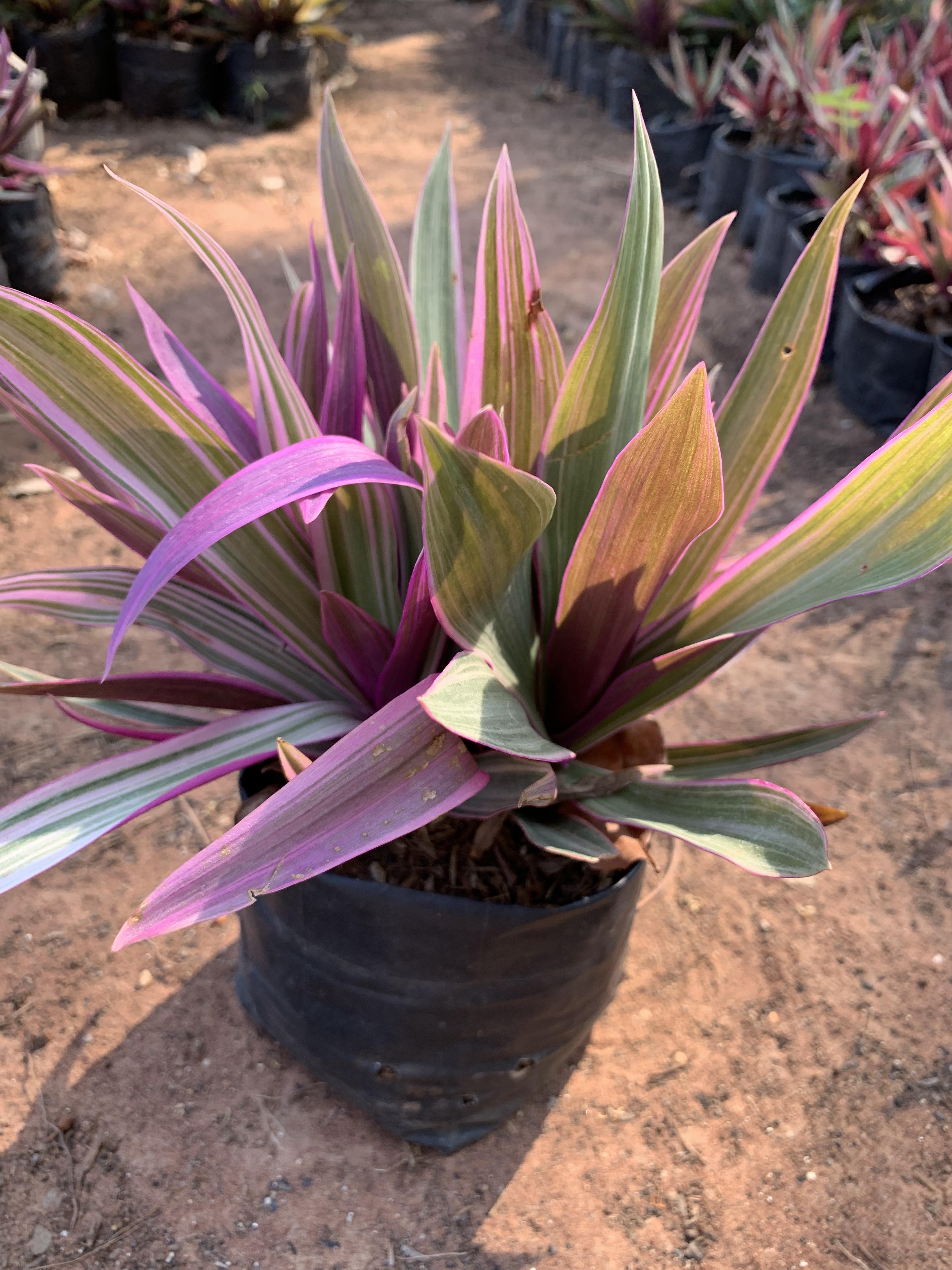 ว่านกาบหอย เพชรสายรุ้ง Boat Lily