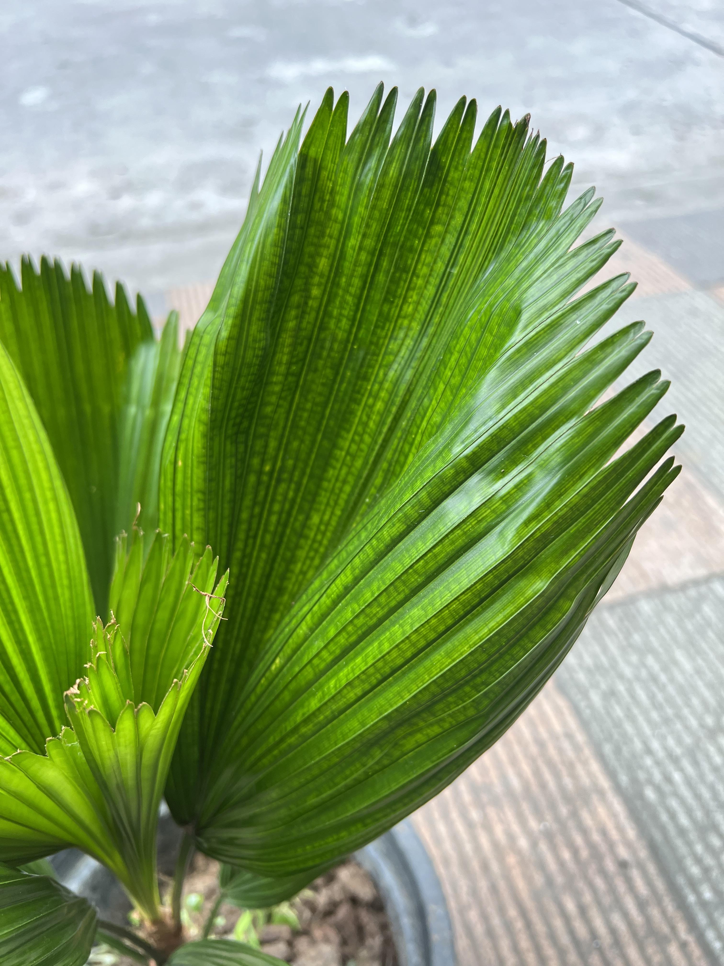 ปาล์มจีบ pleated palm