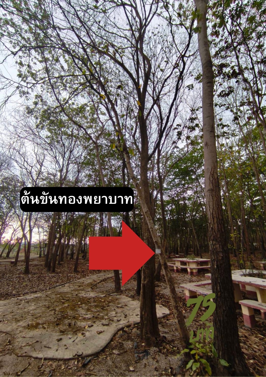ต้นขันทองพยาบาท Suregada multiflora (A.Juss) Baill