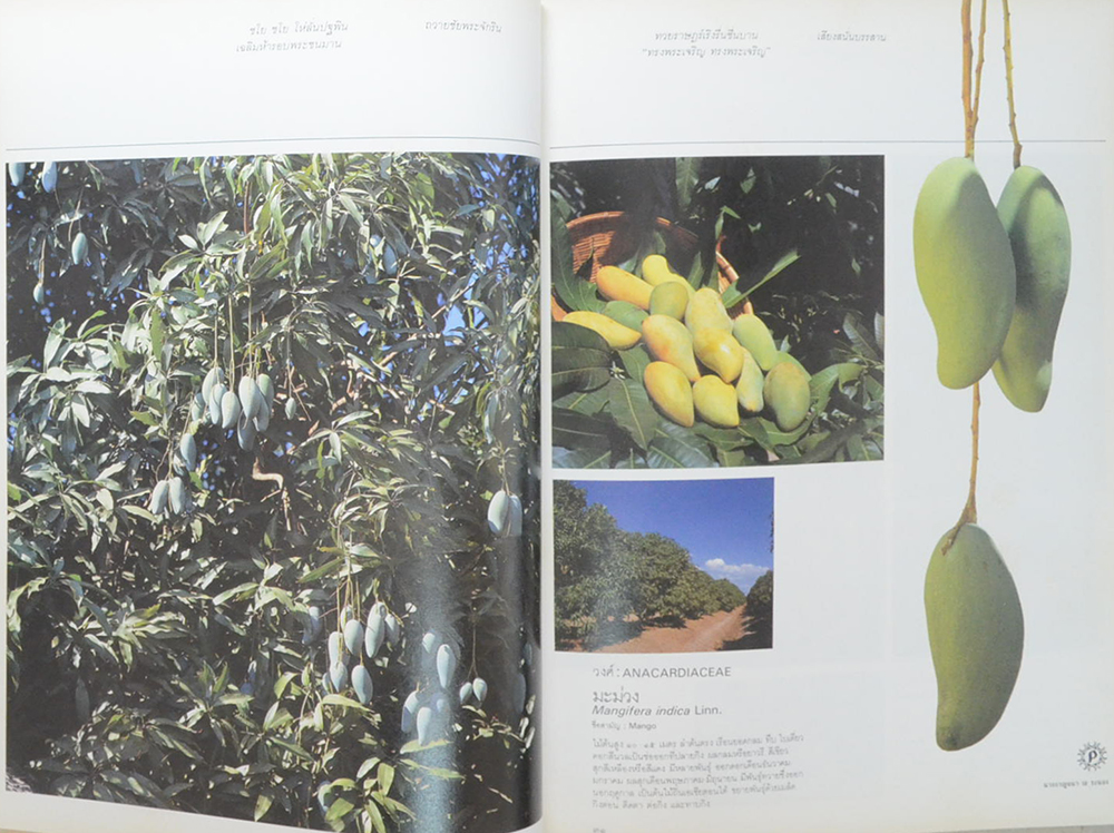 พรรณไม้ในสวนหลวง ร.9