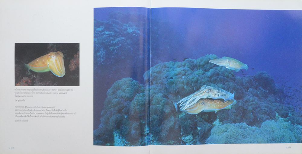 อันดามันและอ่าวไทย (ขายตามสภาพ)