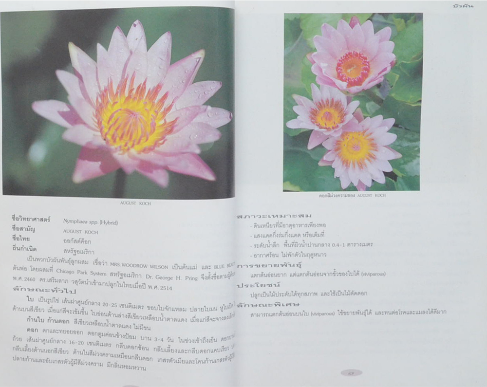 บัว: ไม้ดอกไม้ประดับ (ขายตามสภาพ)