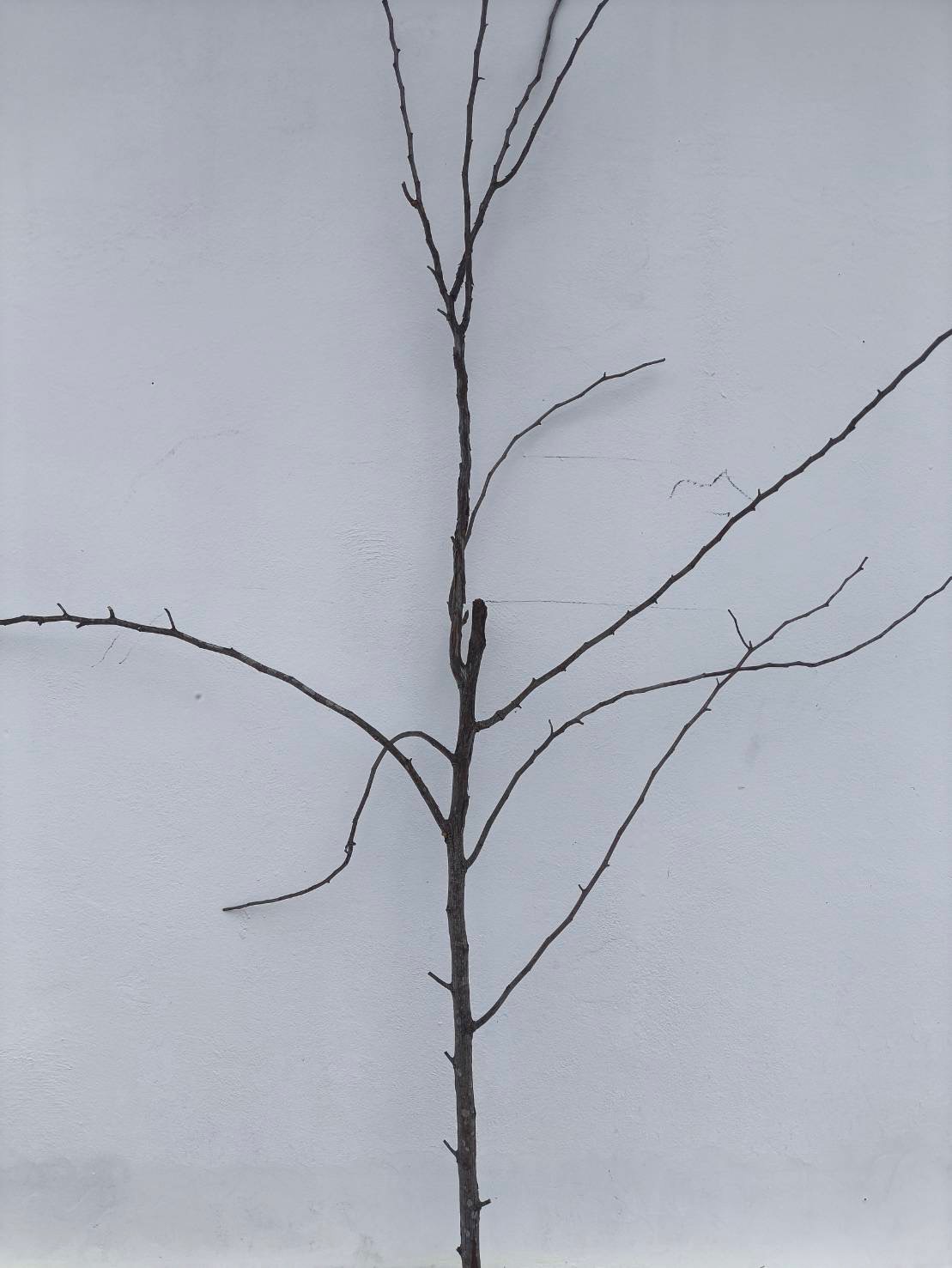 🌿 กิ่งไม้แห้งจริง Tree branch (เบอร์ 31)