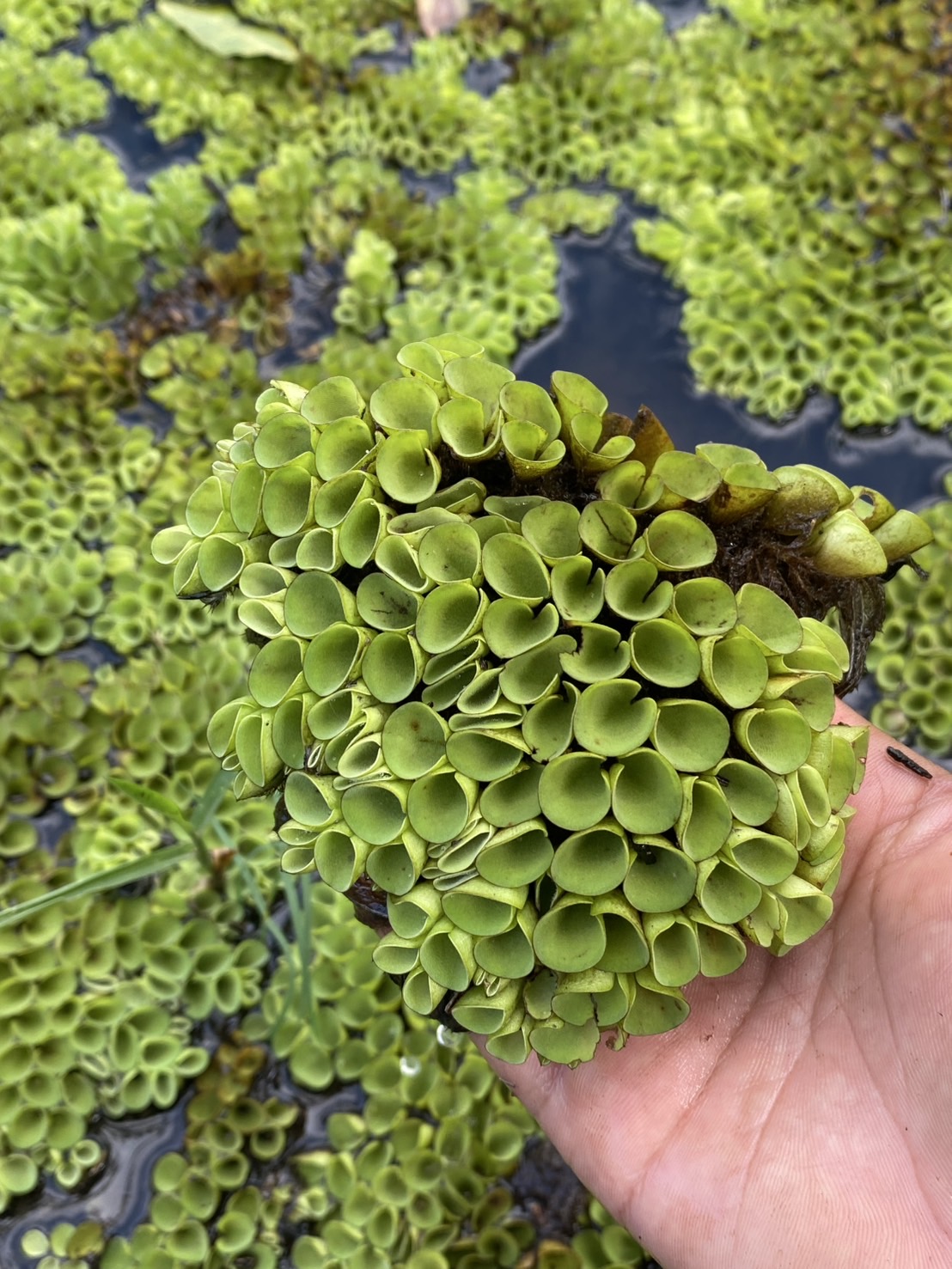 จอกหูหนู Asian Watermoss