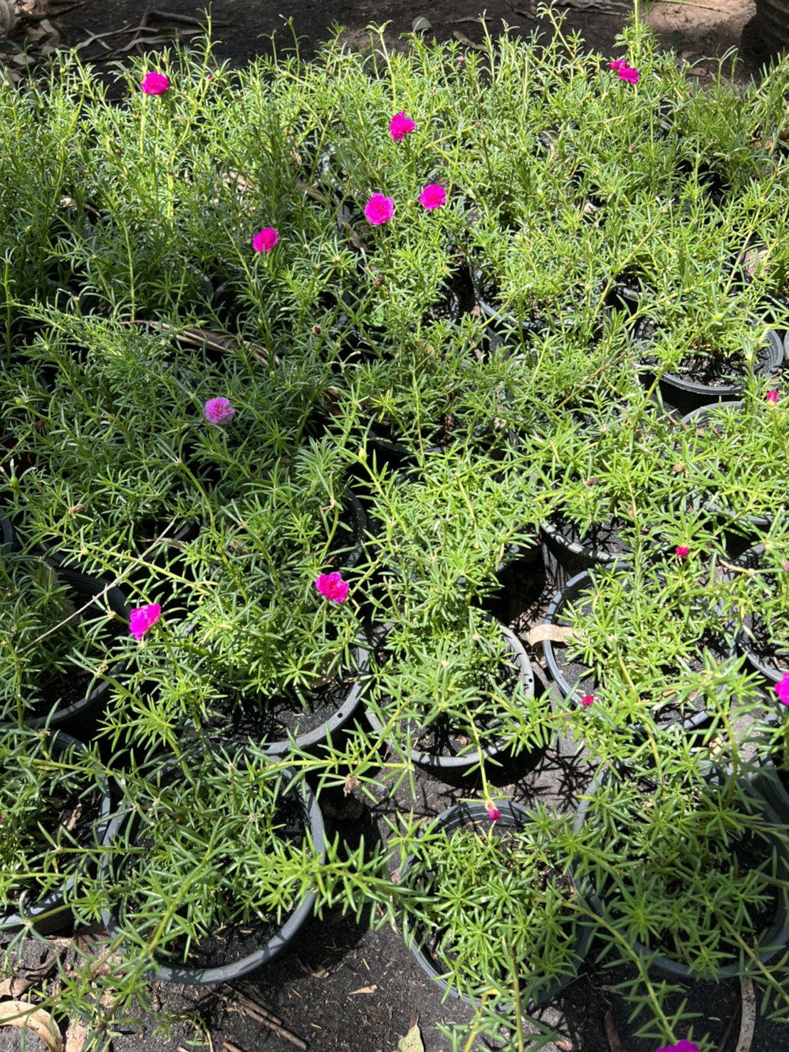 แพรเซี่ยงไฮ้ Portulaca ไม้ดอก อวบน้ำ