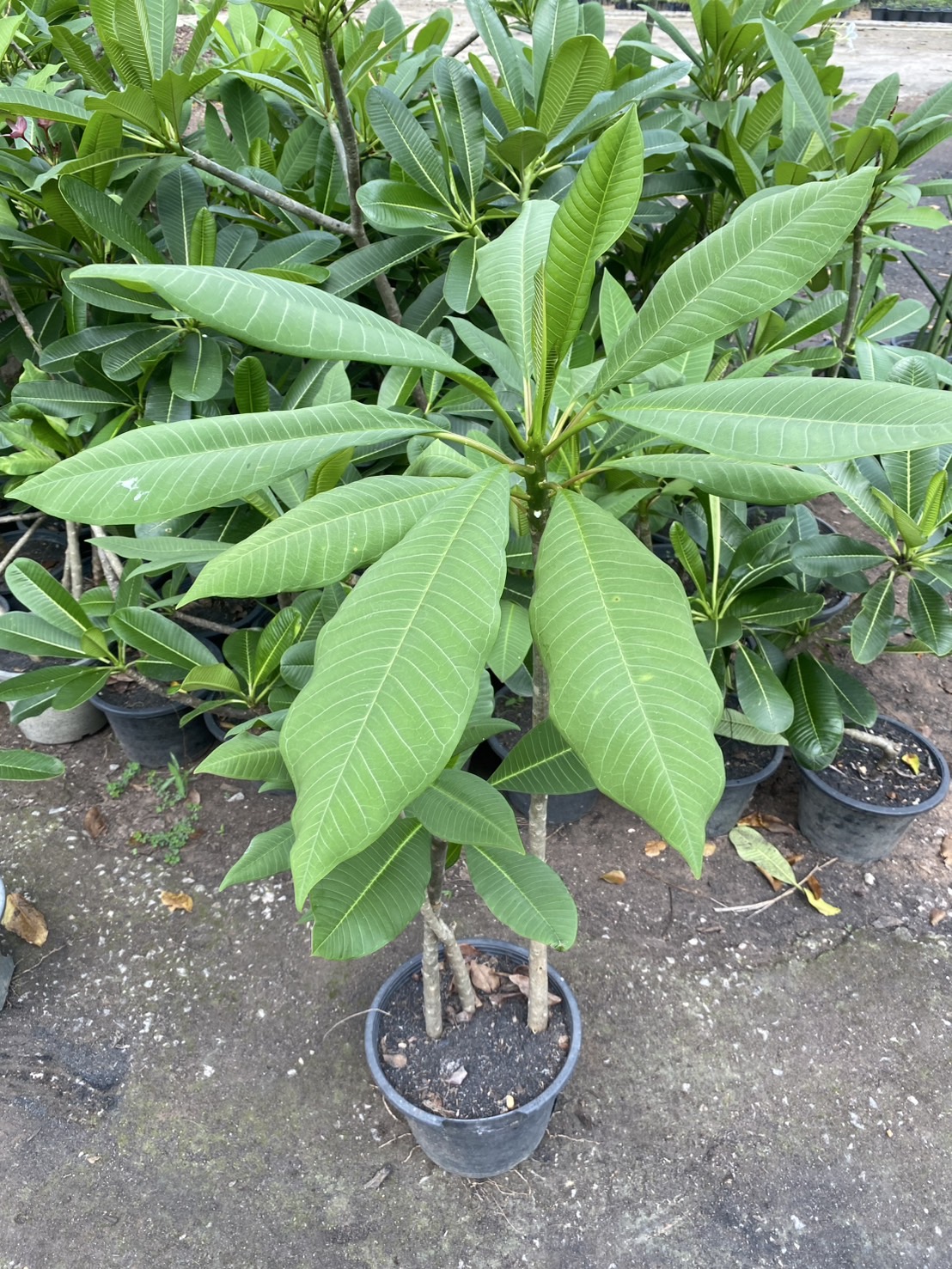 ต้นลีลาวดีชมพูเข้ม / ขาว Frangipani