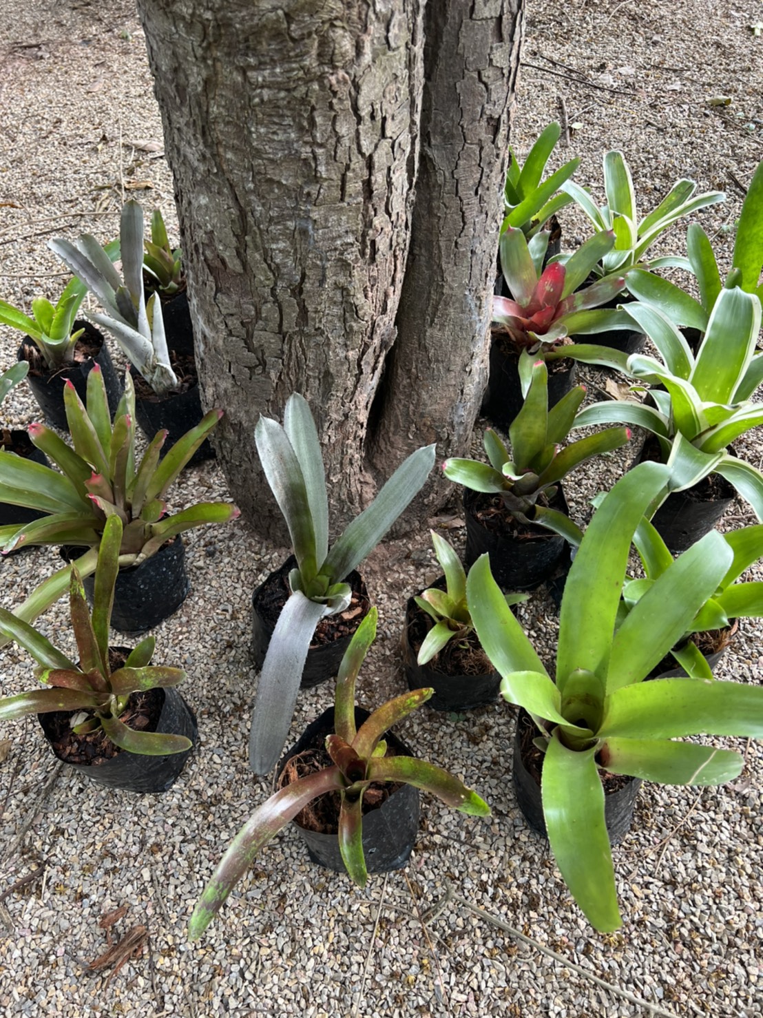 สับปะรดสี Bromeliad Neo ink well albo