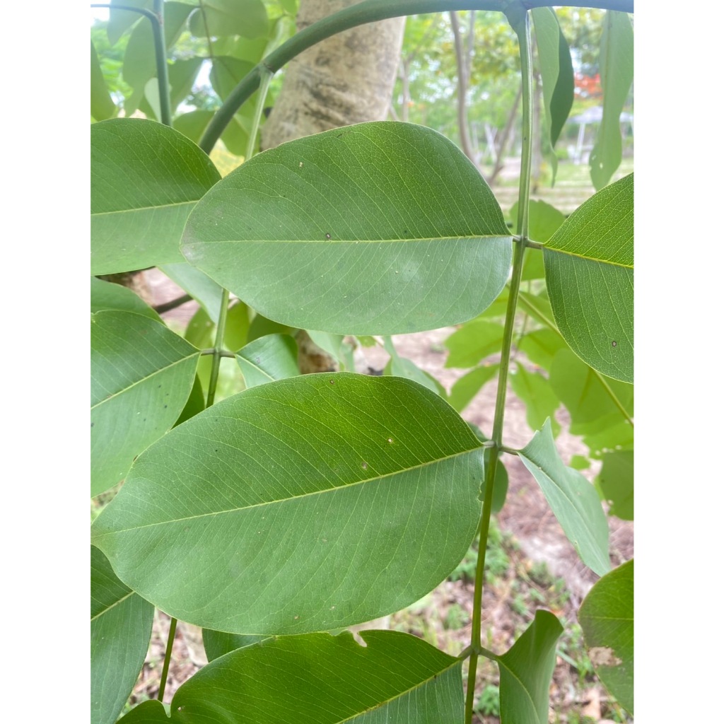 ใบคูนสด