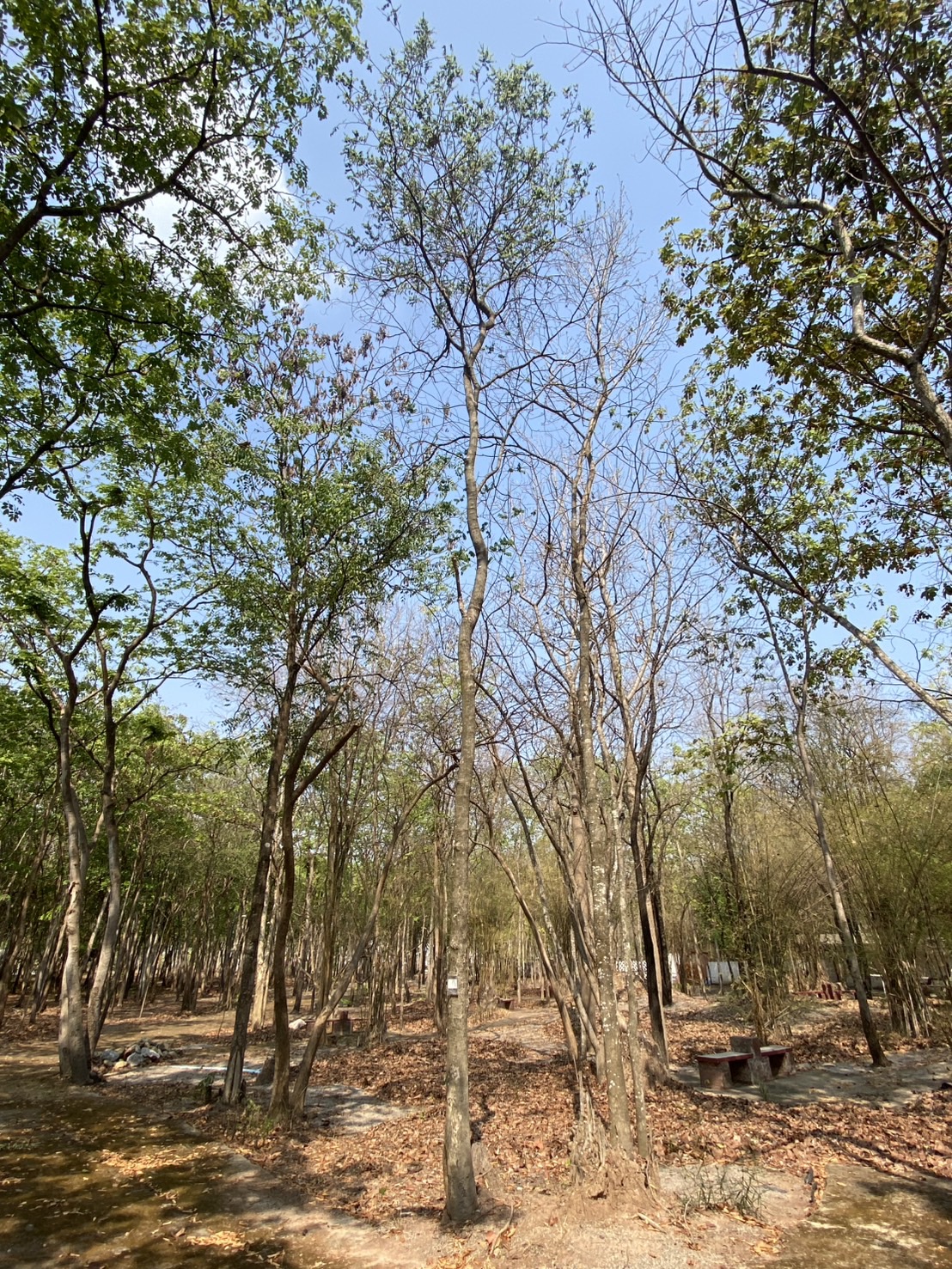 ต้นสาธร Millettia leucantha Kurz