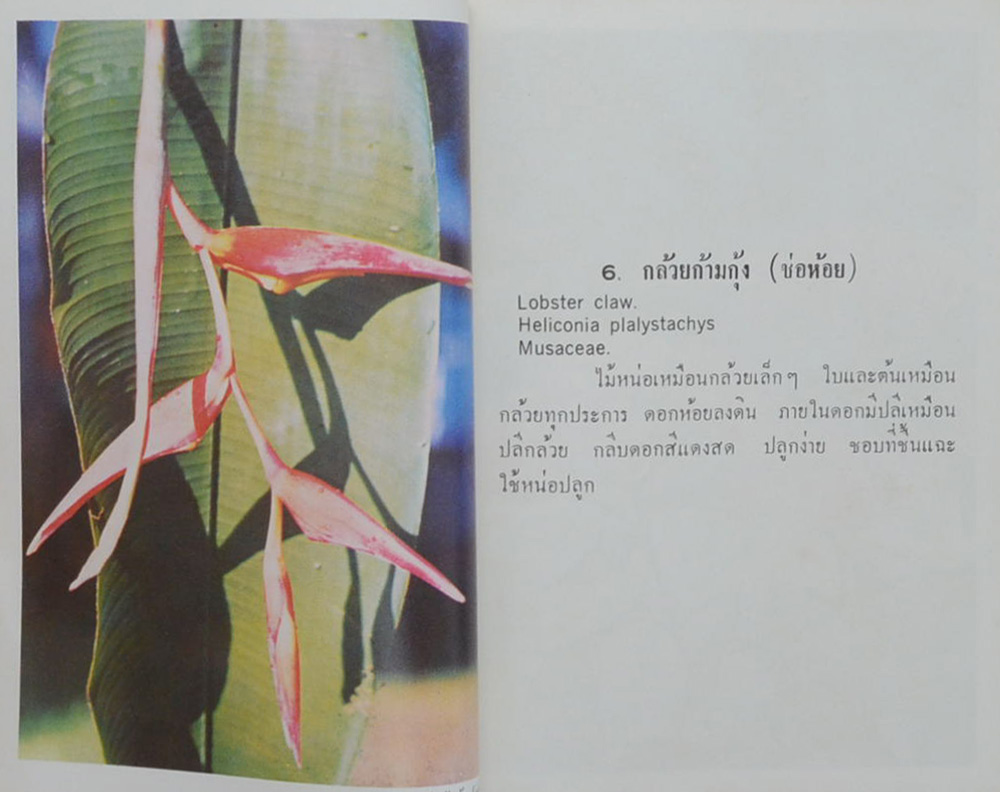 FLOWER NATURE SERIES No. 02