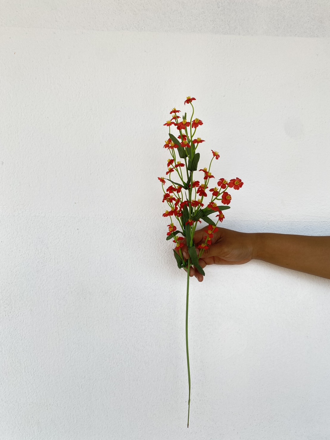 ดอกผกากรอง White Sage