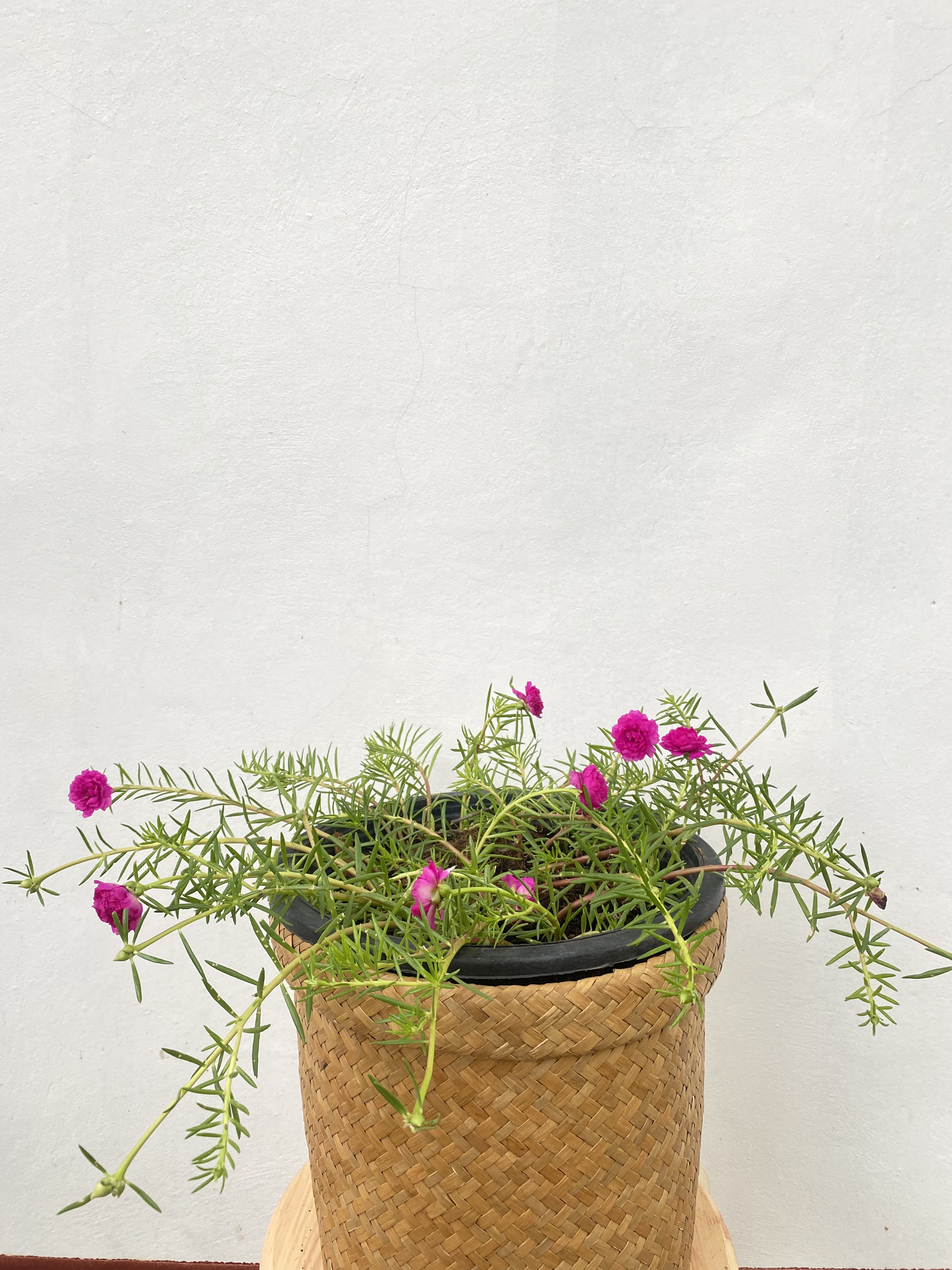 แพรเซี่ยงไฮ้ Portulaca ไม้ดอก อวบน้ำ