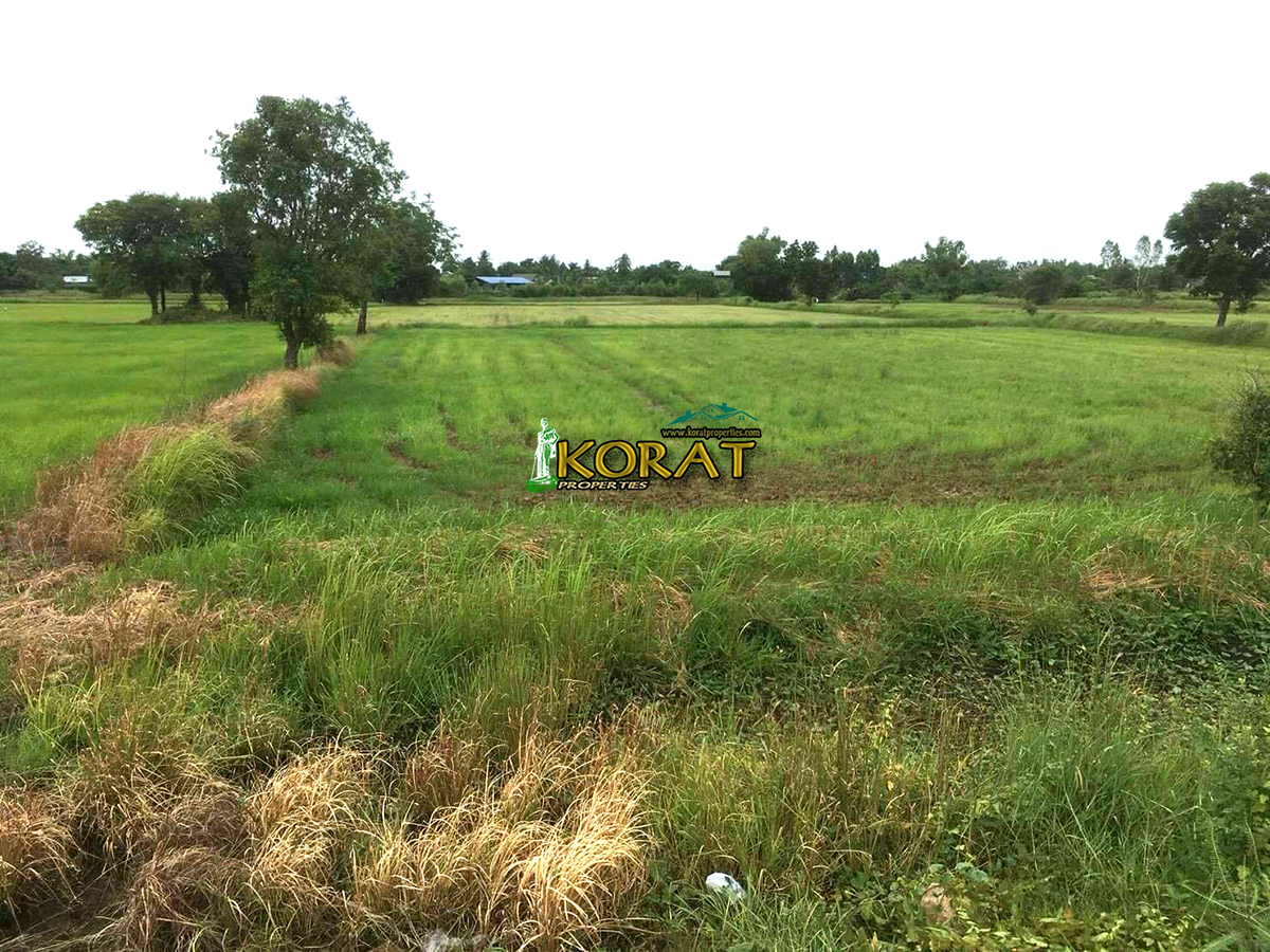 ขายที่ดิน เนื้อที่ 16-1-63 ไร่ โซน อำเภอพิมาย # รหัสทรัพย์ KP-0224
