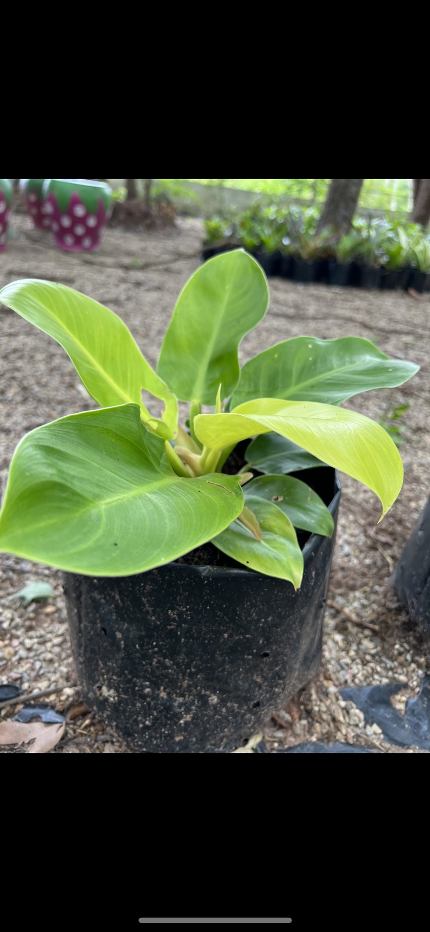 กุมารเรียกทรัพย์ Philodendron Moonlight ต้นมูนไลท์