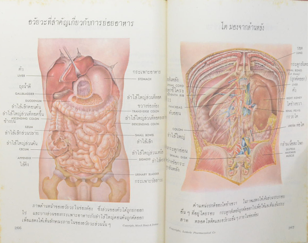 สุขภาพและพลานามัย (เล่ม 1)