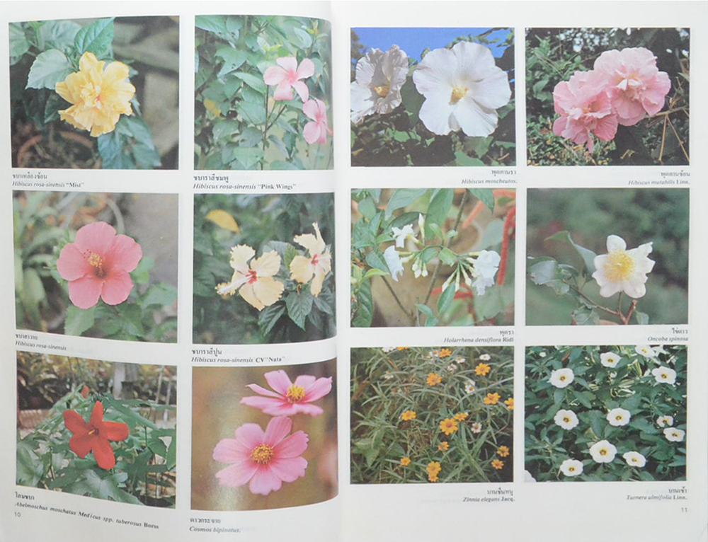 สารานุกรมไม้ประดับในประเทศไทย