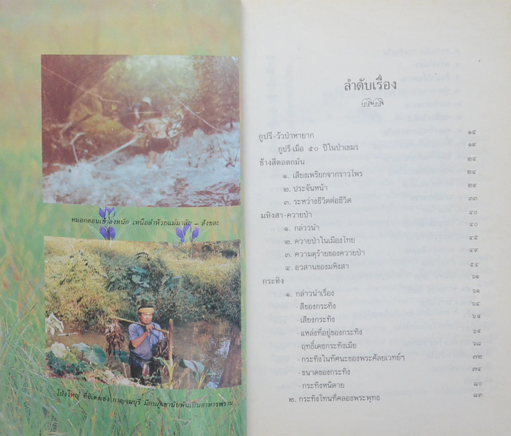 ป่าโบราณ (ขายตามสภาพ)