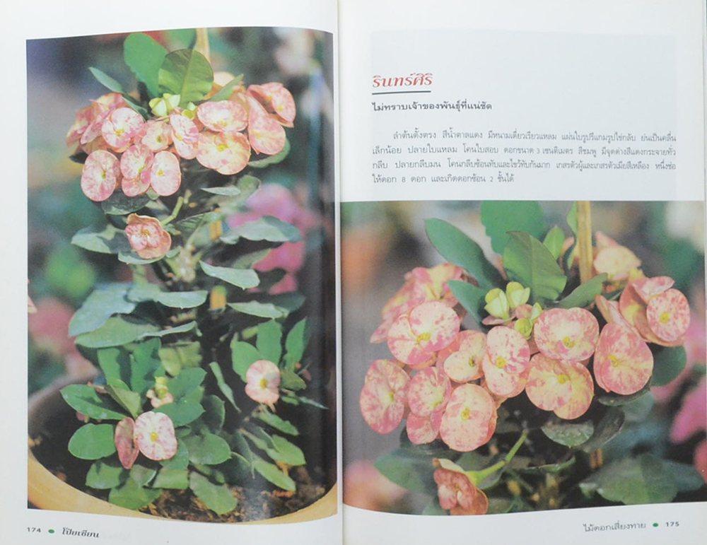 โป๊ยเซียน ไม้ดอกเสี่ยงทาย (เล่ม 3 / ขายตามสภาพ)