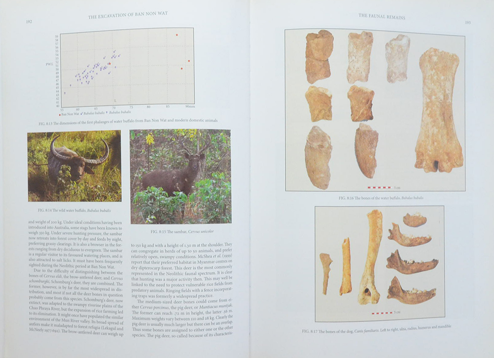 THE ORIGINS OF CIVILIZATION OF ANGKOR VOLUME FOUR THE EXCAVATION OF BAN NON WAT : THE NEOLITHIC (ขายตามสภาพ)