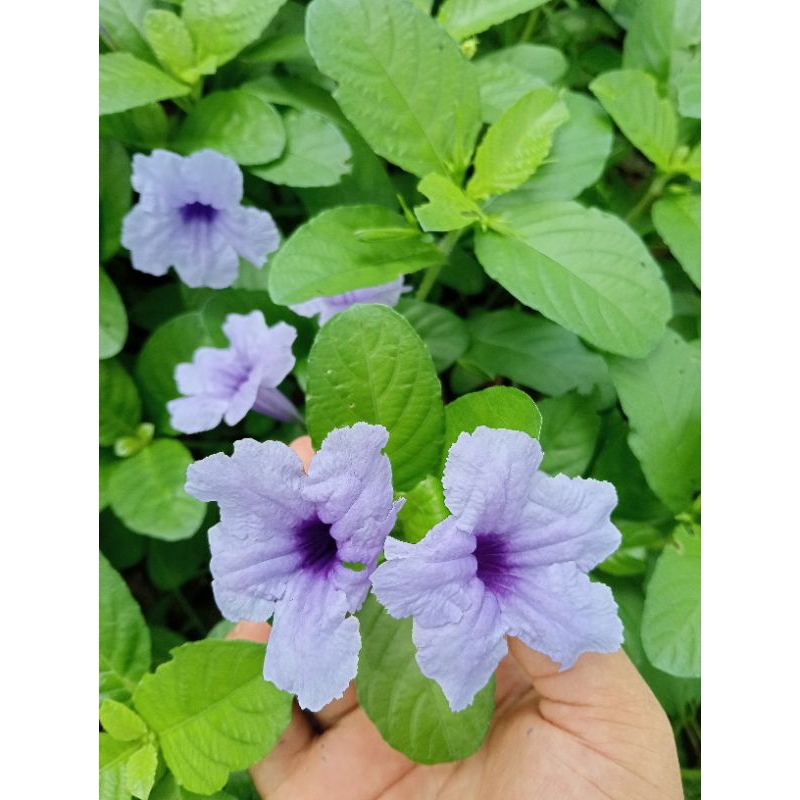 ต้นต้อยติ่ง (เป๊าะเป๊าะ) (ต้นละ 2 บาท)