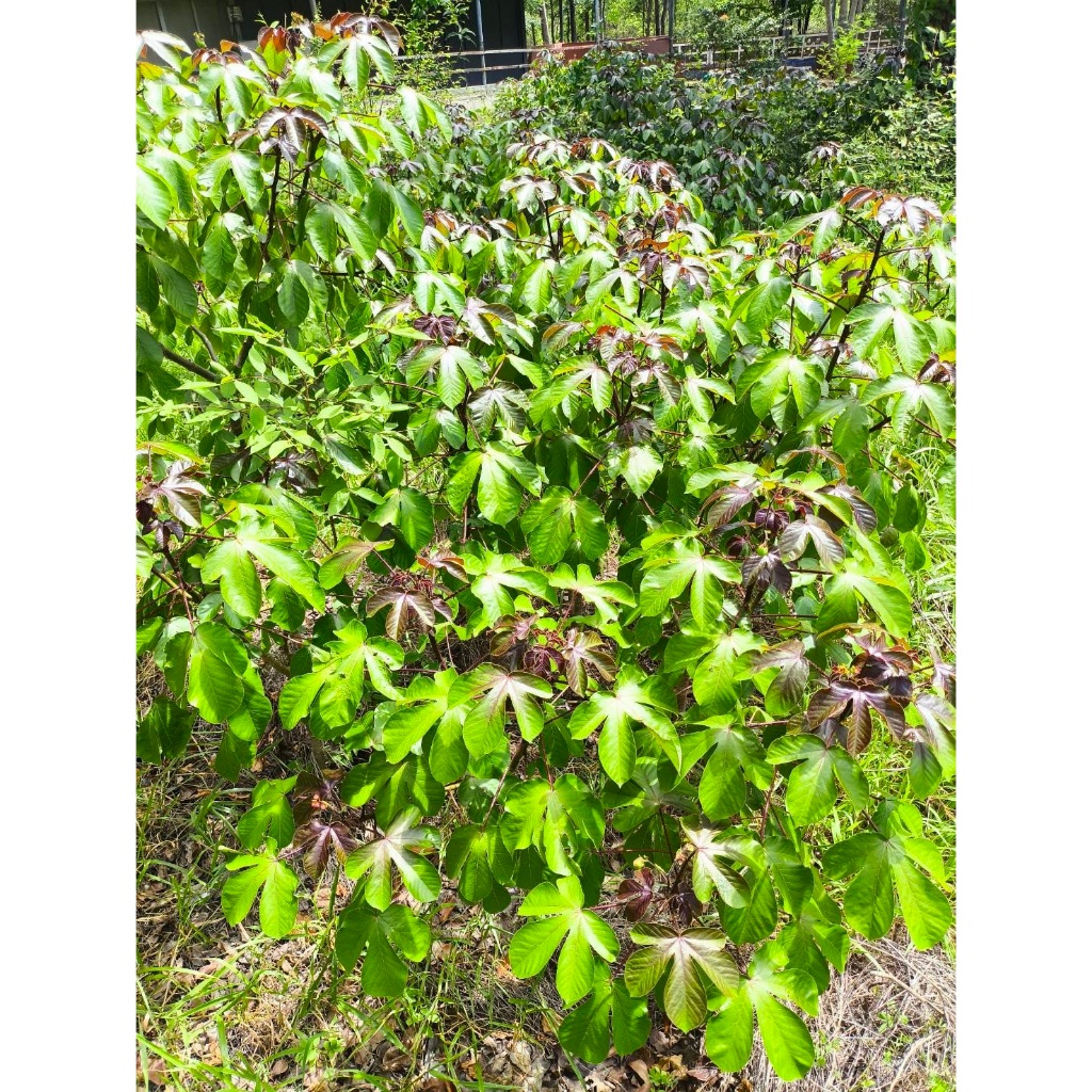 ใบสบู่แดง สด สำหรับทำยา Bellyache Bush