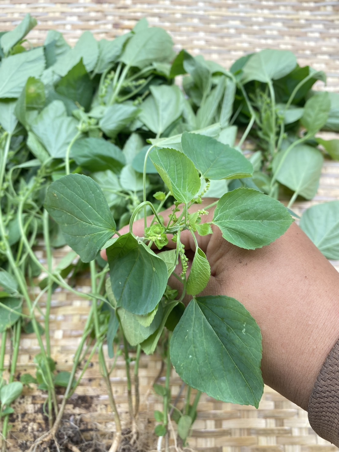 ต้นแคทนิปบอล catnip ball ต้นกัญชาแมว