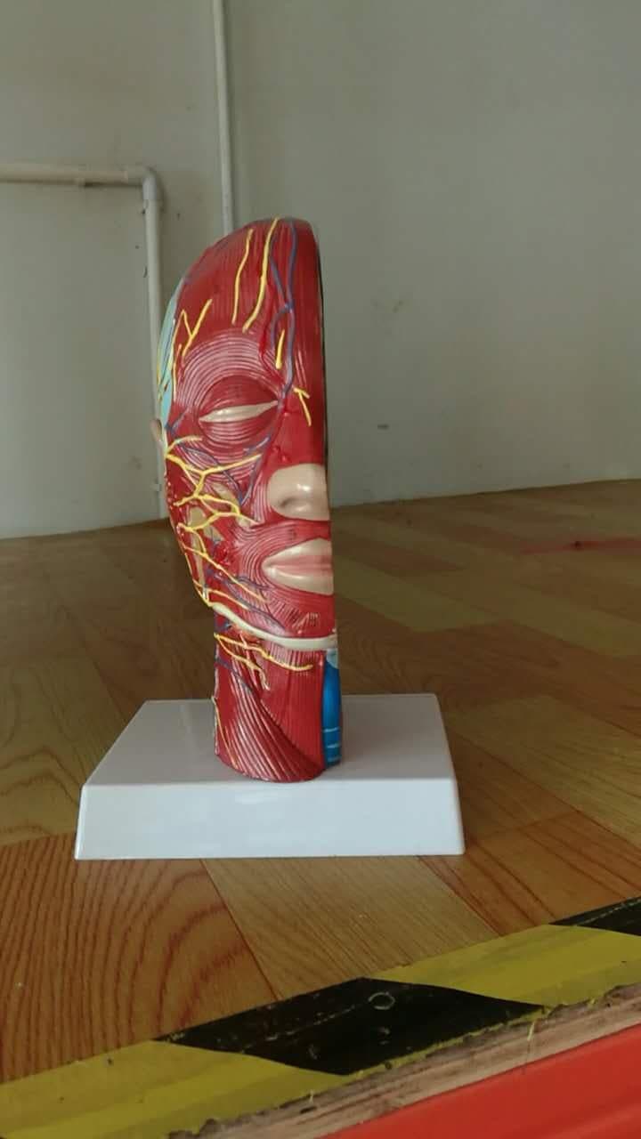 โมเดลศีรษะมนุษย์ แสดงกล้ามเนื้อ เส้นเลือด และระบบน้ำเหลือง