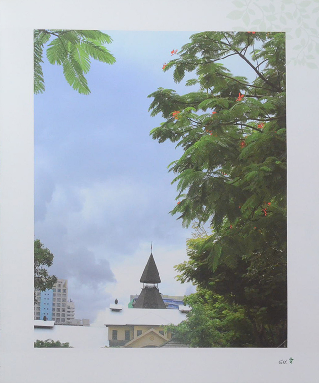 ต้นไม้ทรงปลูก (ไม่มี CD / พร้อมกล่อง / ขายตามสภาพ)