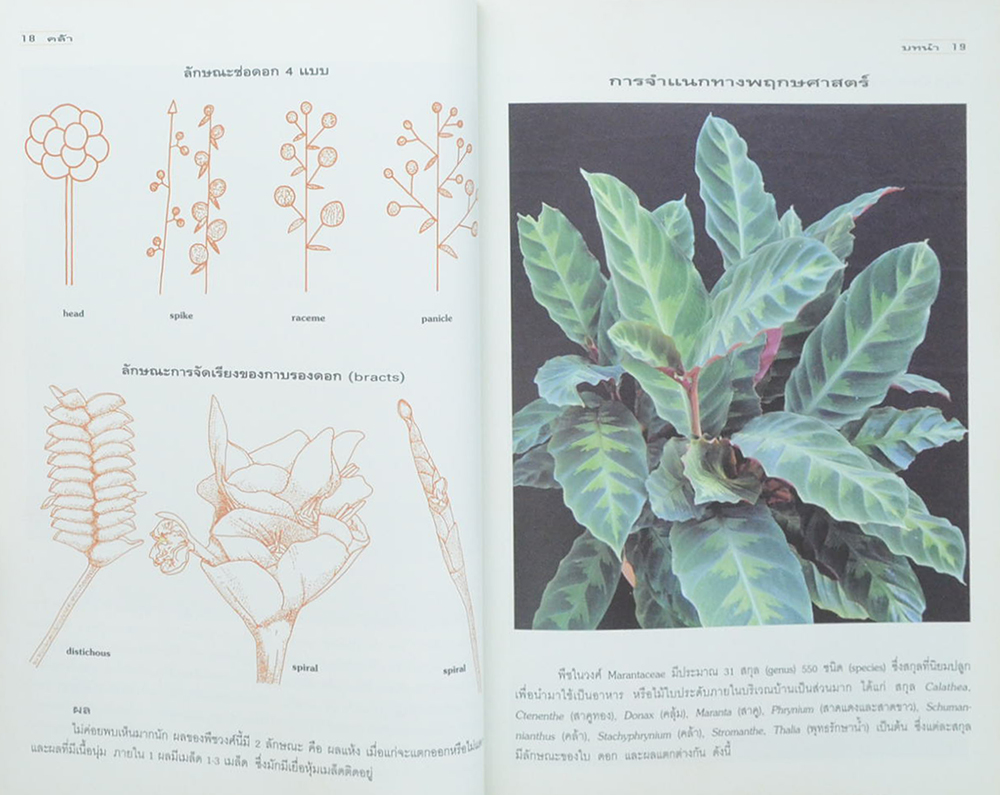 คล้า: ไม้ใบไม้ประดับ