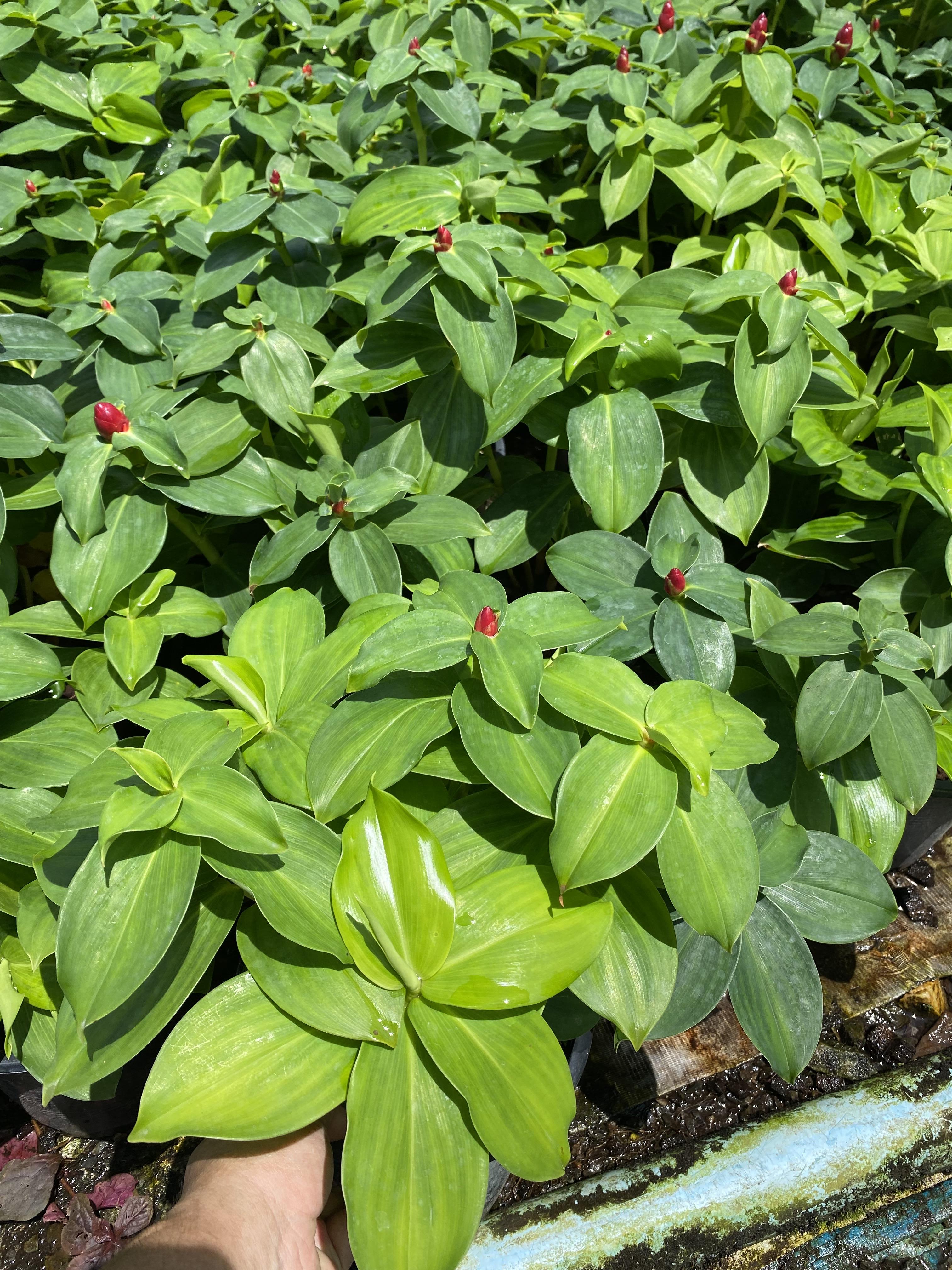 เอื้องหมายนา Crepe-ginger