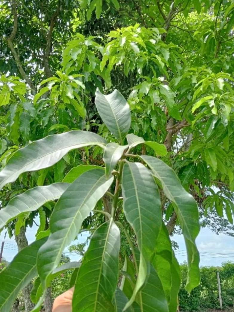 ใบมะม่วงสด เก็บใบสด mango leave