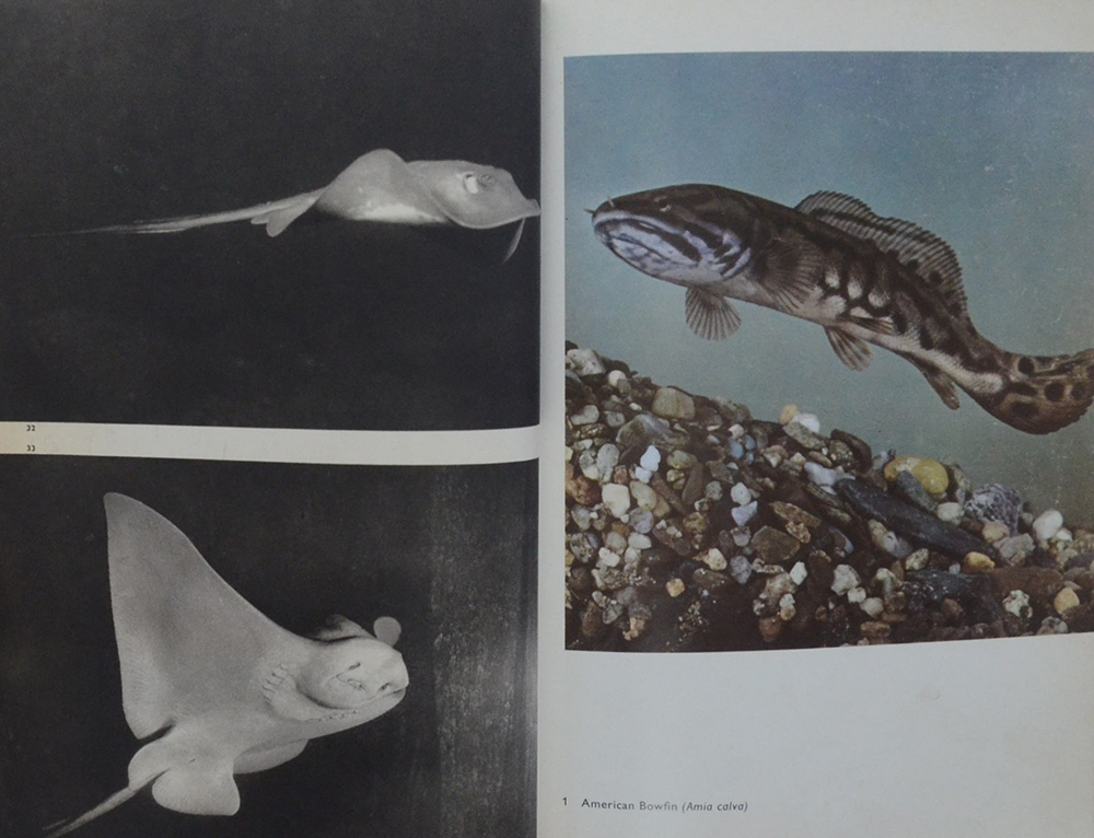 The Pictorial Encyclopedia of Fishes