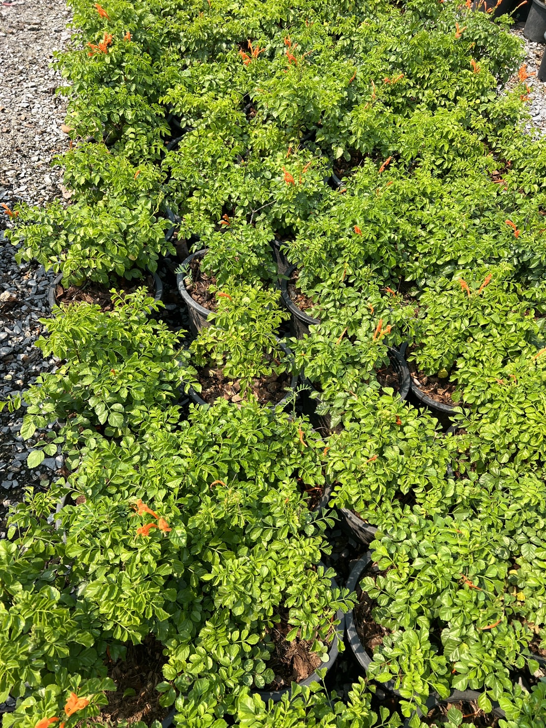 พวงแสดต้น Cape honeysuckle