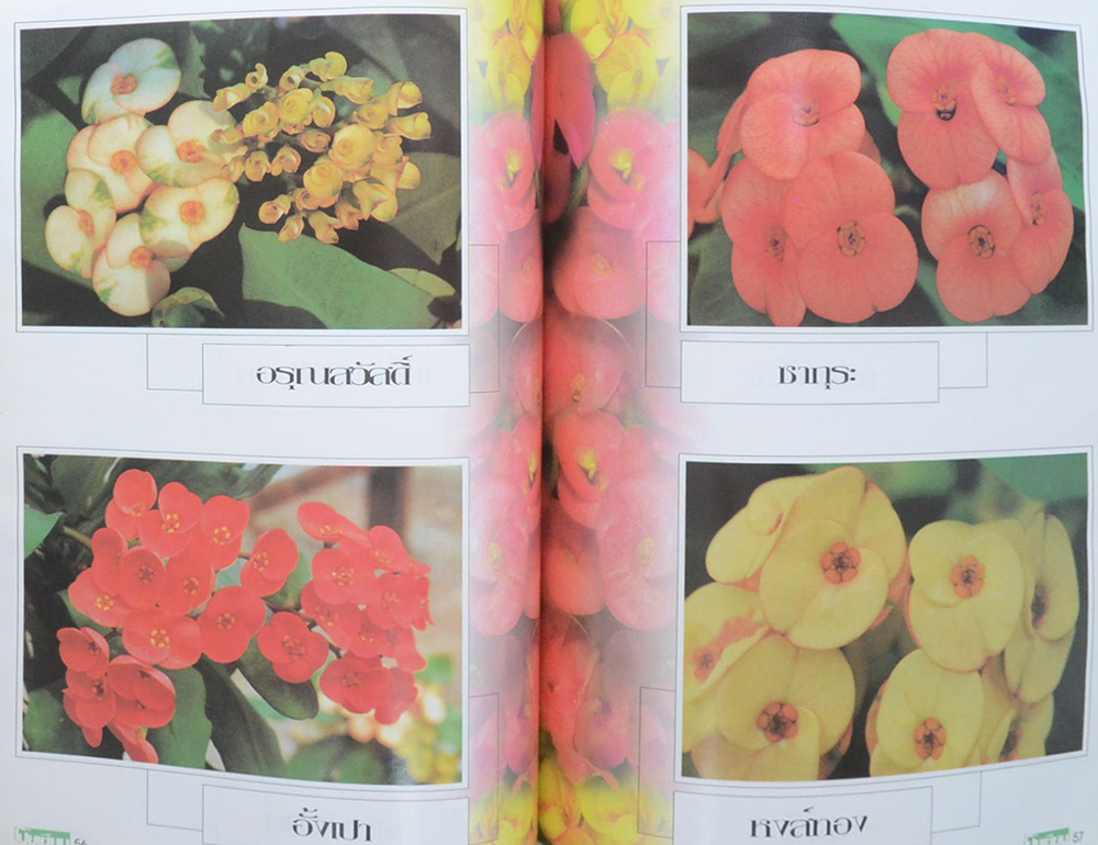 โป๊ยเซียน ไม้ประดับมหามงคล (เล่ม 1)