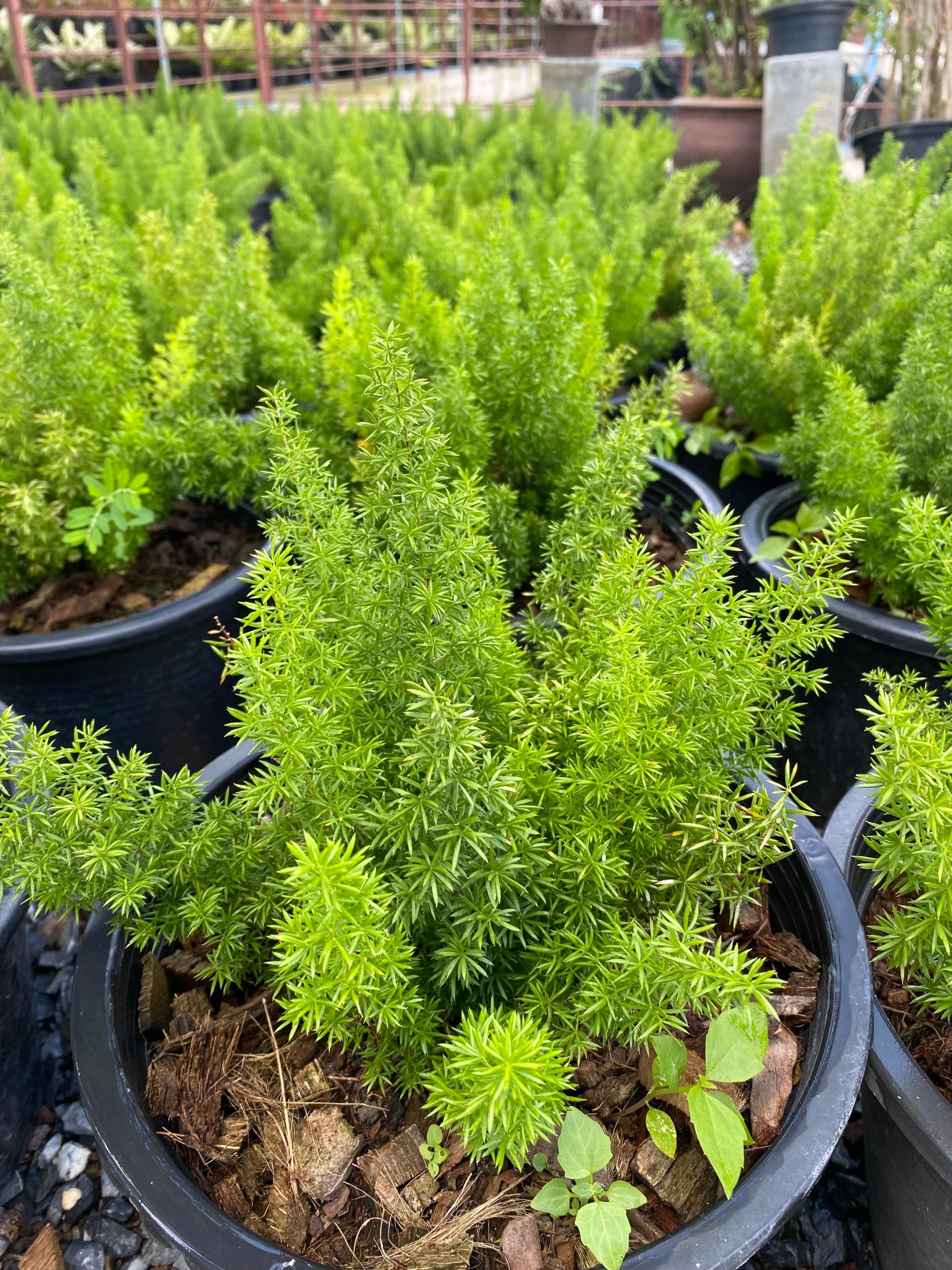 ปริกหางกระรอก Foxtail Fern