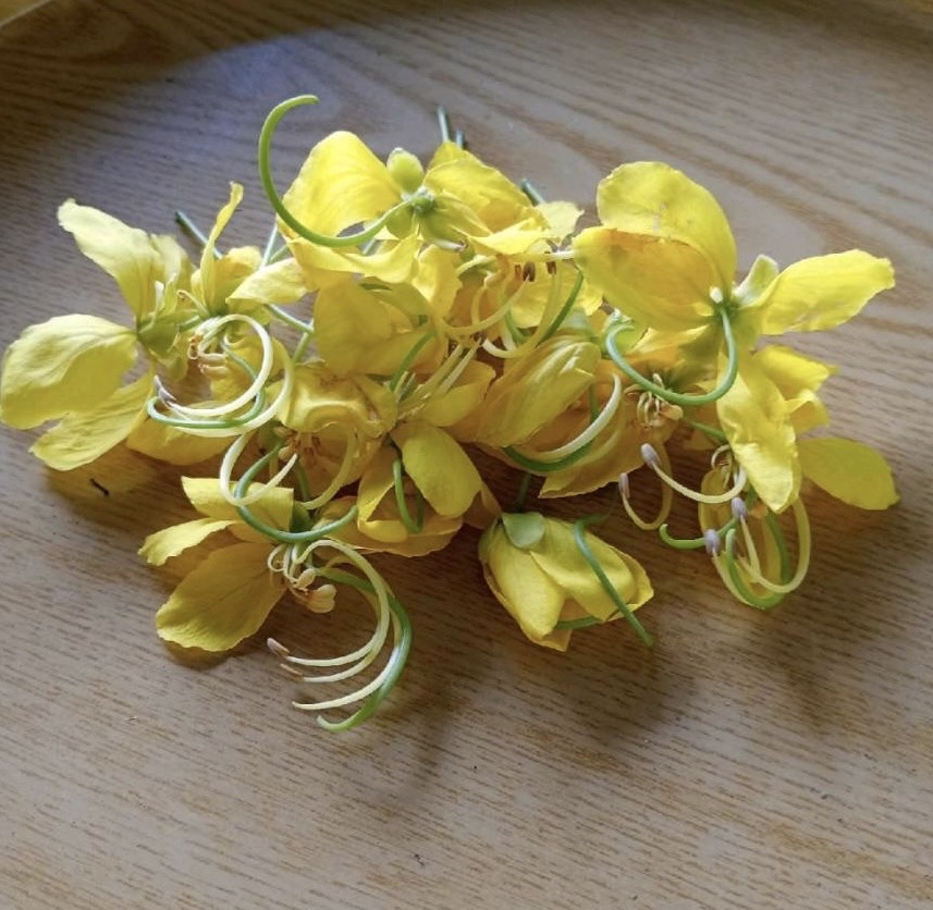 เมล็ดต้นราชพฤกษ์ (Cassia fistula) หรือคูนเหลือง